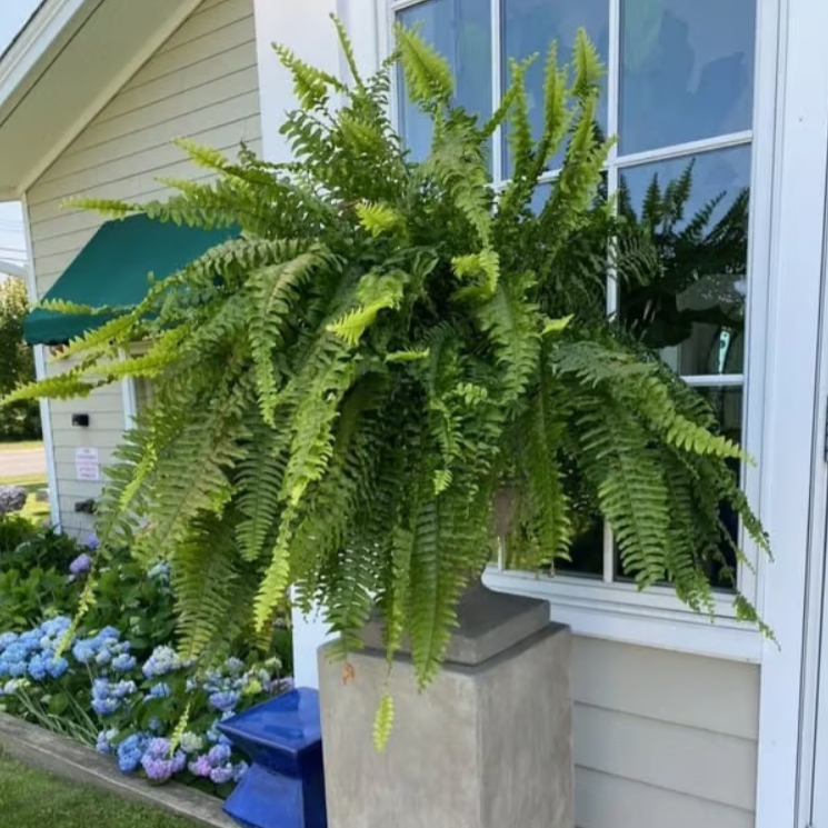 UV-Resistant Lifelike Artificial Boston Fern