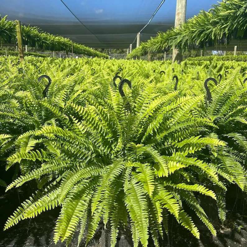 UV-Resistant Lifelike Artificial Boston Fern