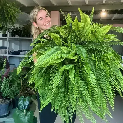 UV-Resistant Lifelike Artificial Boston Fern