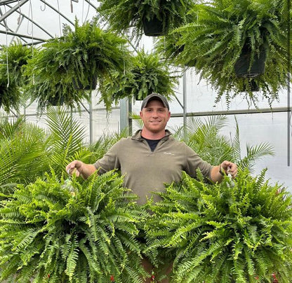 UV-Resistant Lifelike Artificial Boston Fern